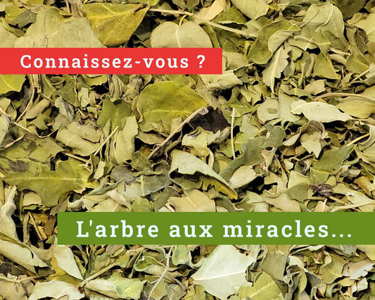 L'arbre aux miracles