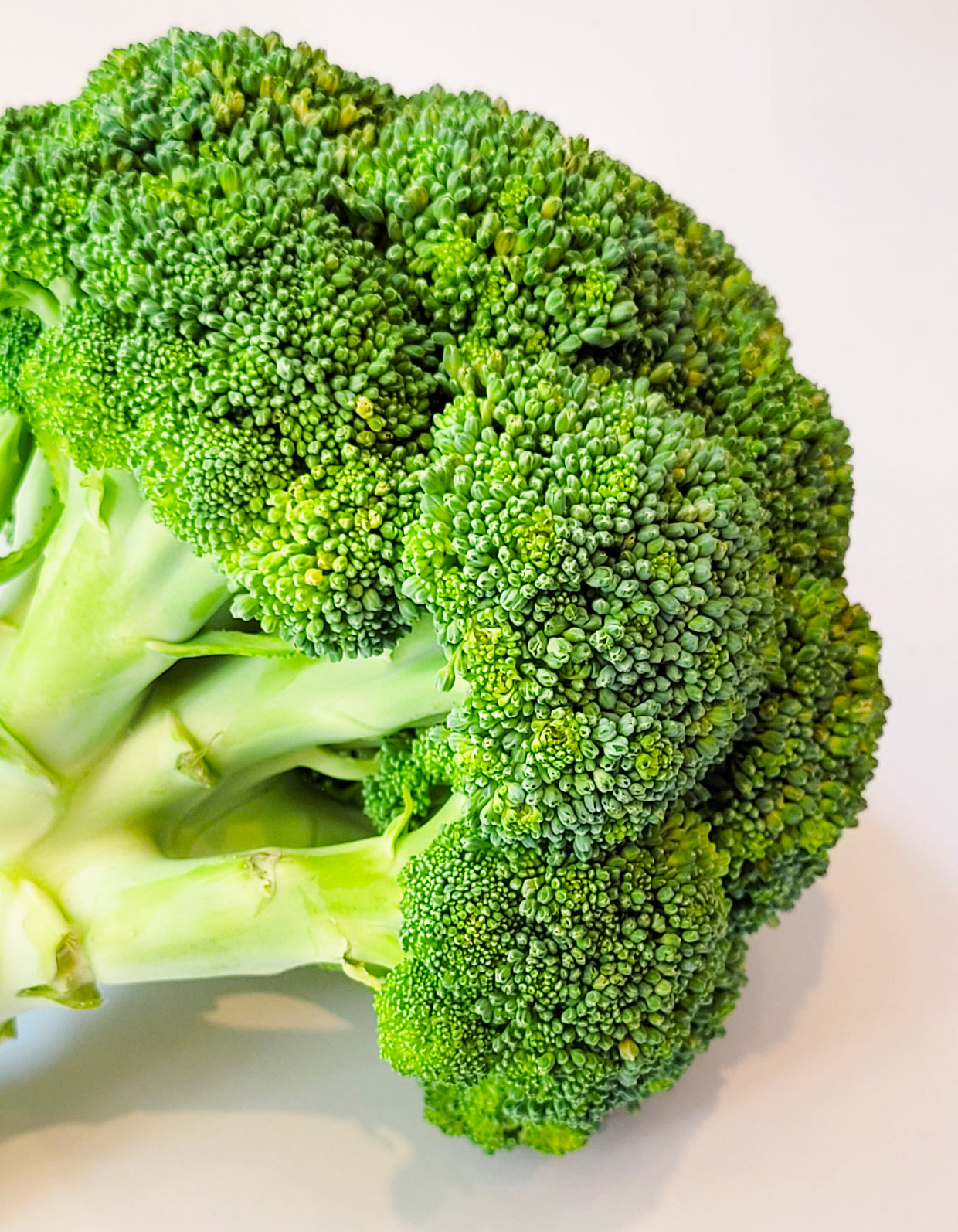Brocoli | 1 Pce | Bio