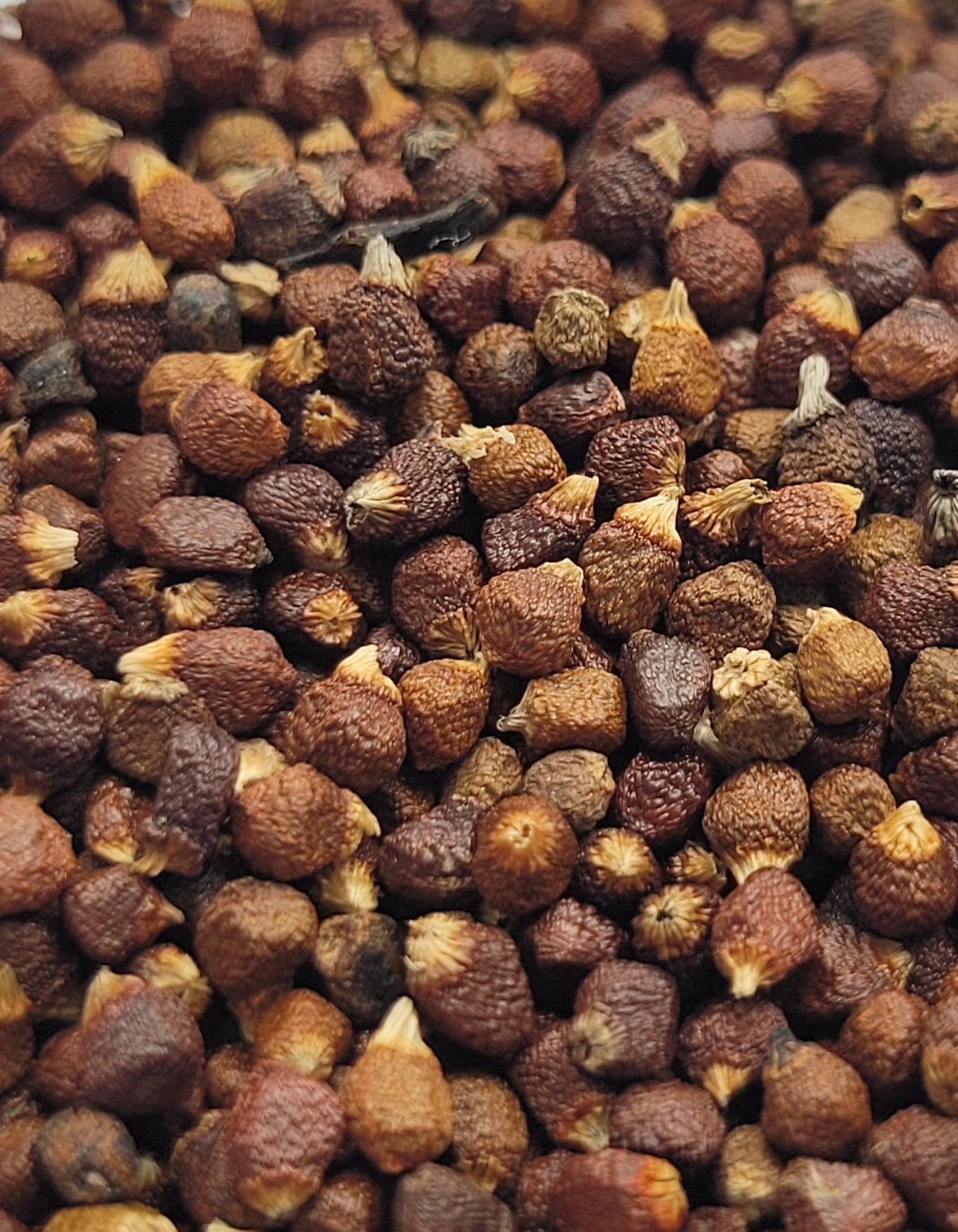 Maniguette | Graine de Paradis | 80g | Bio