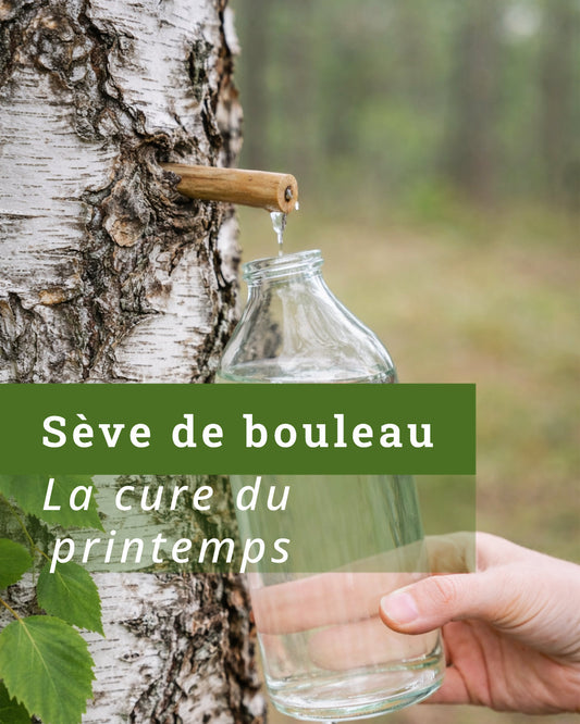 La sève de bouleau : pourquoi faire une cure au printemps ?