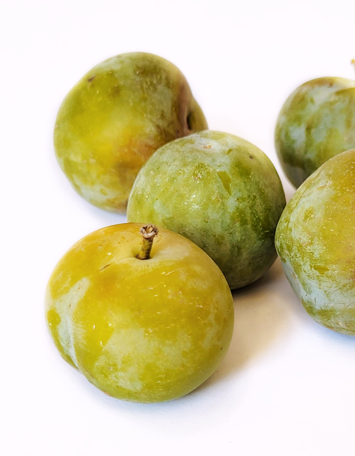 Prune Reine Claude | Bio