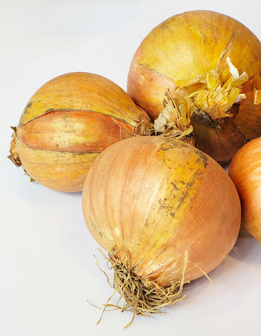 Oignon Jaune | 1 Pce | Bio
