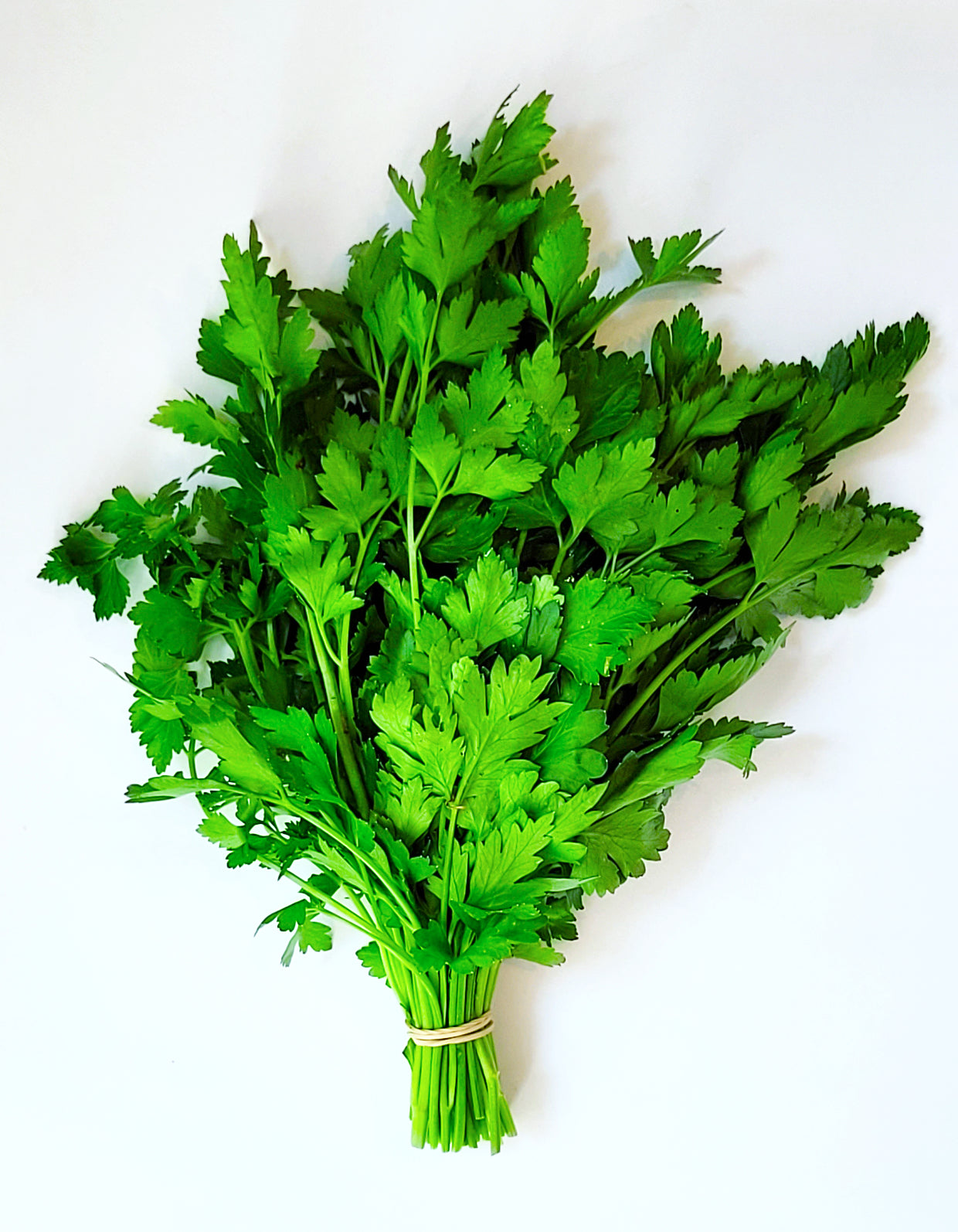 Persil plat | 1 Pce | Bio