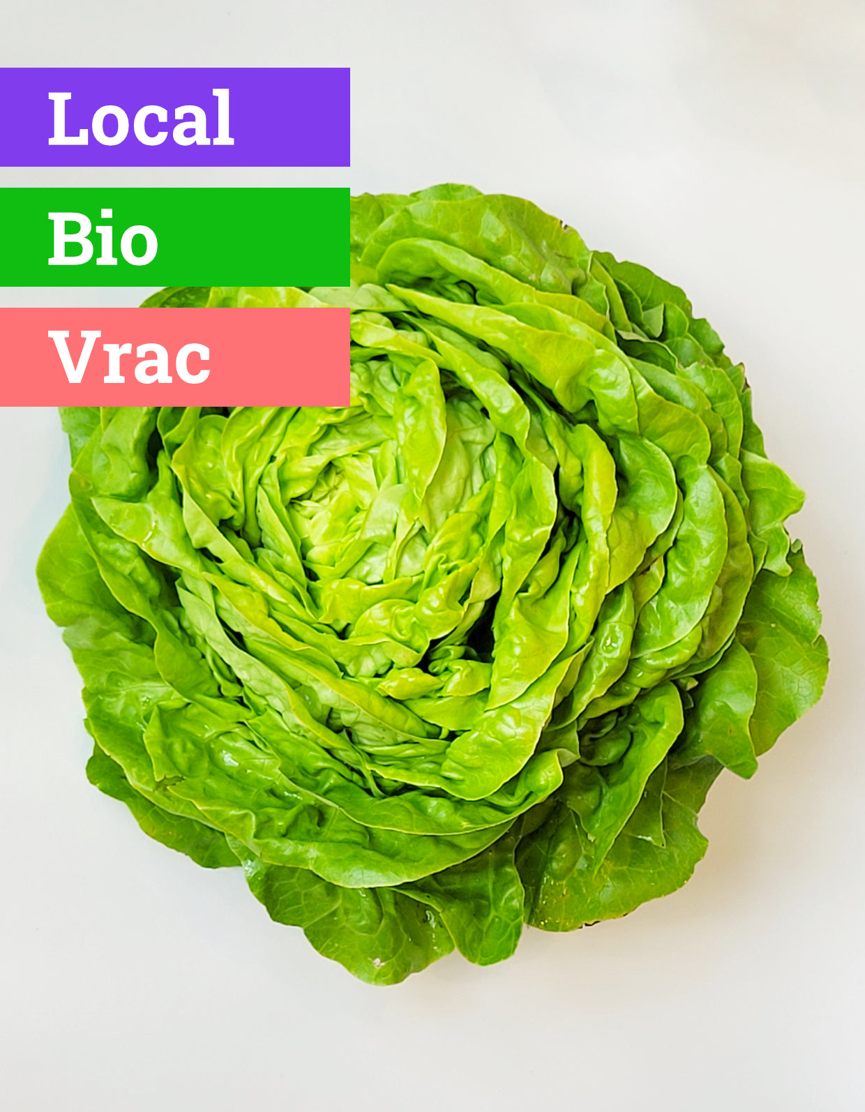 Laitue Verte | Bio