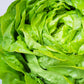 Laitue Verte | Bio
