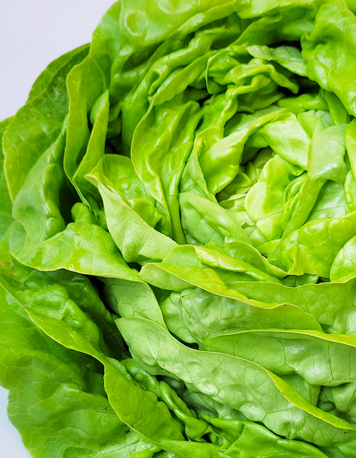 Laitue Verte | Bio